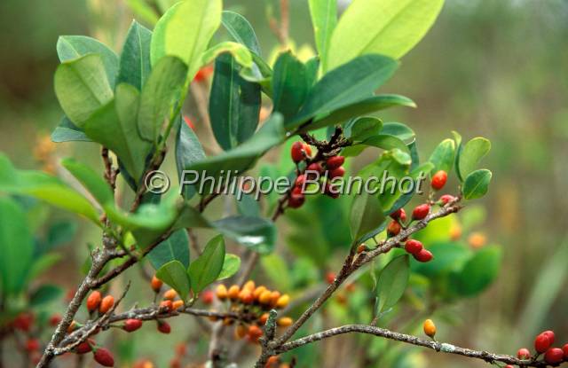 yungas bolivie  10.JPG - Feuilles de cocaYungas de Bolivie